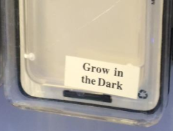  Grow in the Dark  