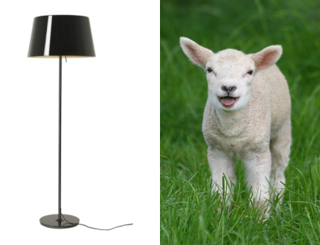  lamb vs lamp สำนวนภาษาอังกฤษ  