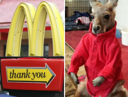 Woman kicked out of McDonald's for bringing a pet kangaroo Langhub.com เรียนภาษาอังกฤษจากข่าว